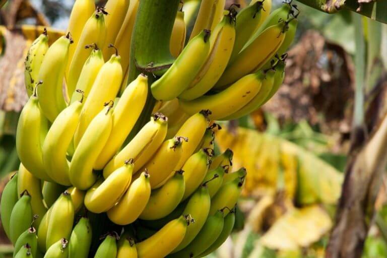 Полезность и вред бананов
