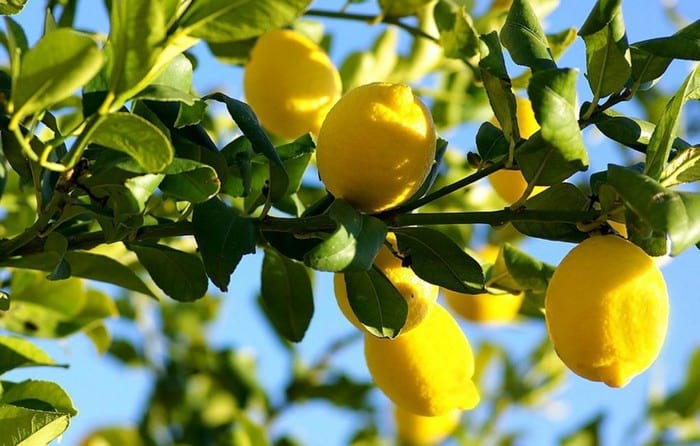 Полезные и лечебные свойства лимона, сока и цедры