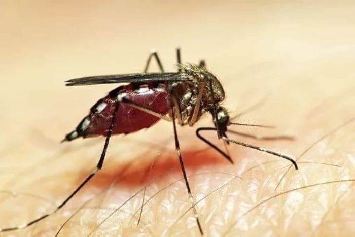 Укус комара: первая помощь и средства защиты