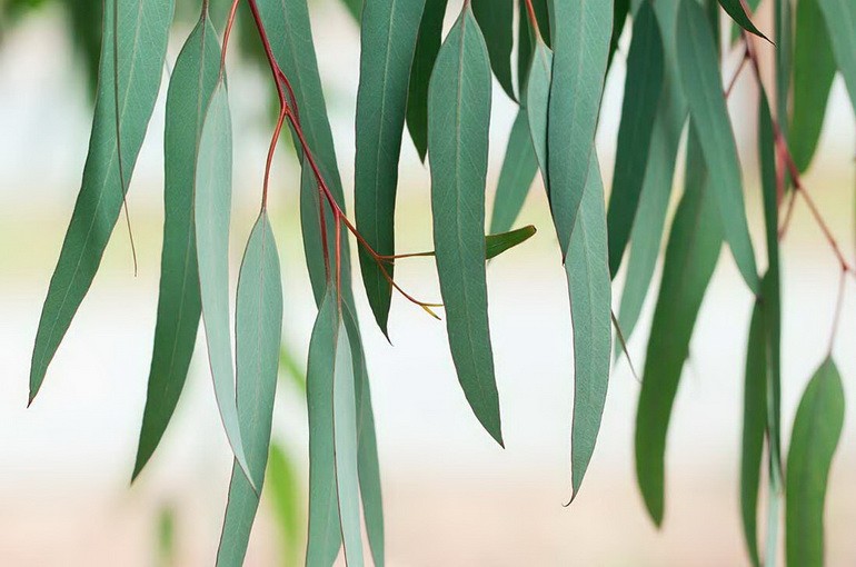 Листья эвкалипта: лечебные свойства и противопоказания